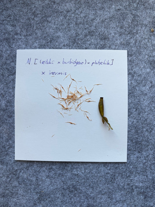 Nepenthes [(veitchii x burbidgeae) x platychila] x inermis SEEDS