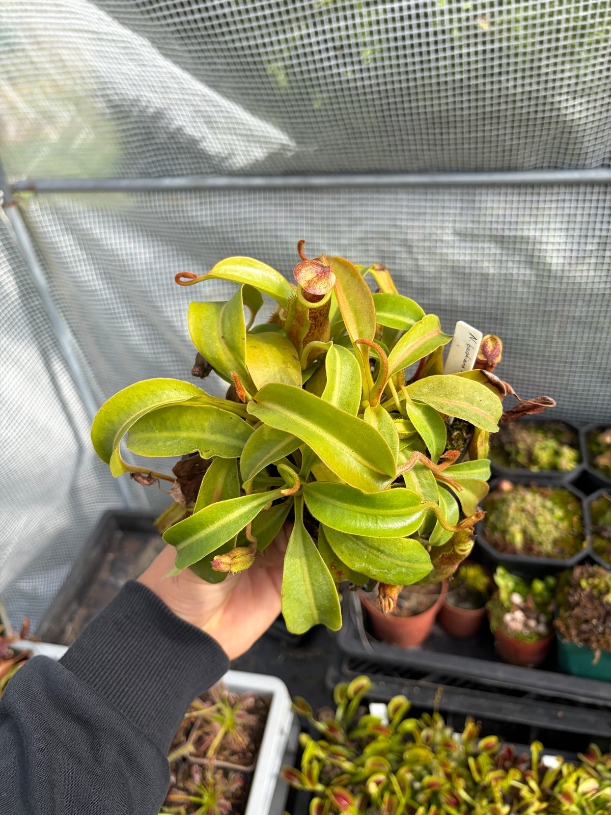 Nepenthes boschiana x (lowii x veitchii) 5 plants