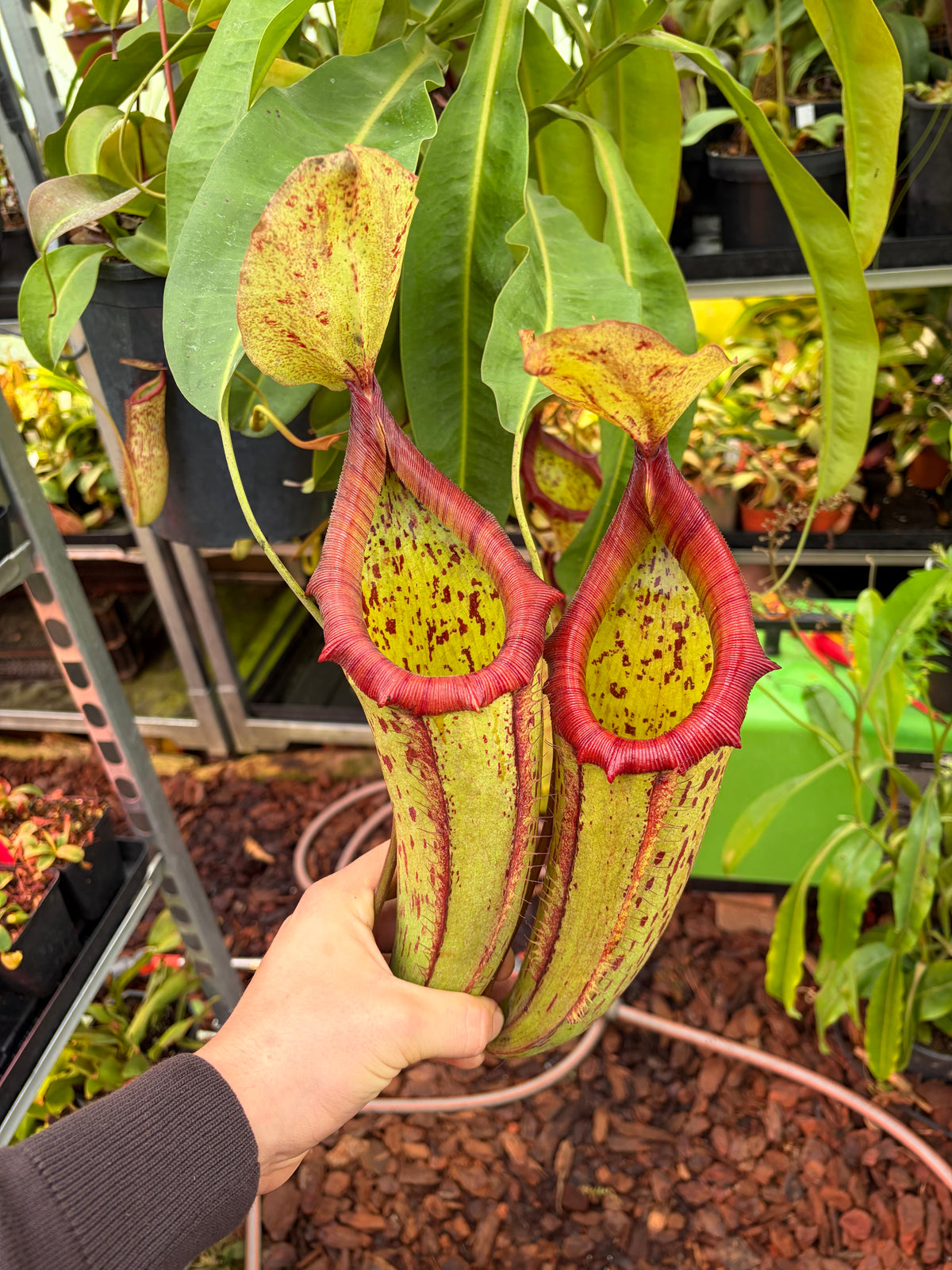Nepenthes x miranda 50cm