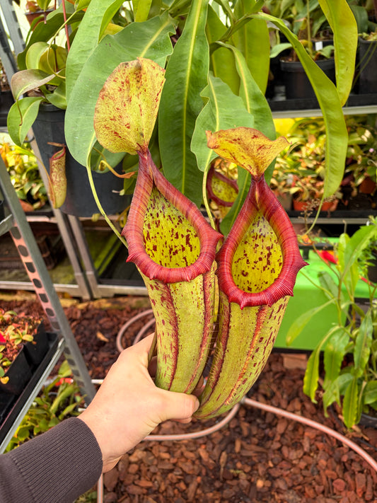 Nepenthes x miranda 50cm