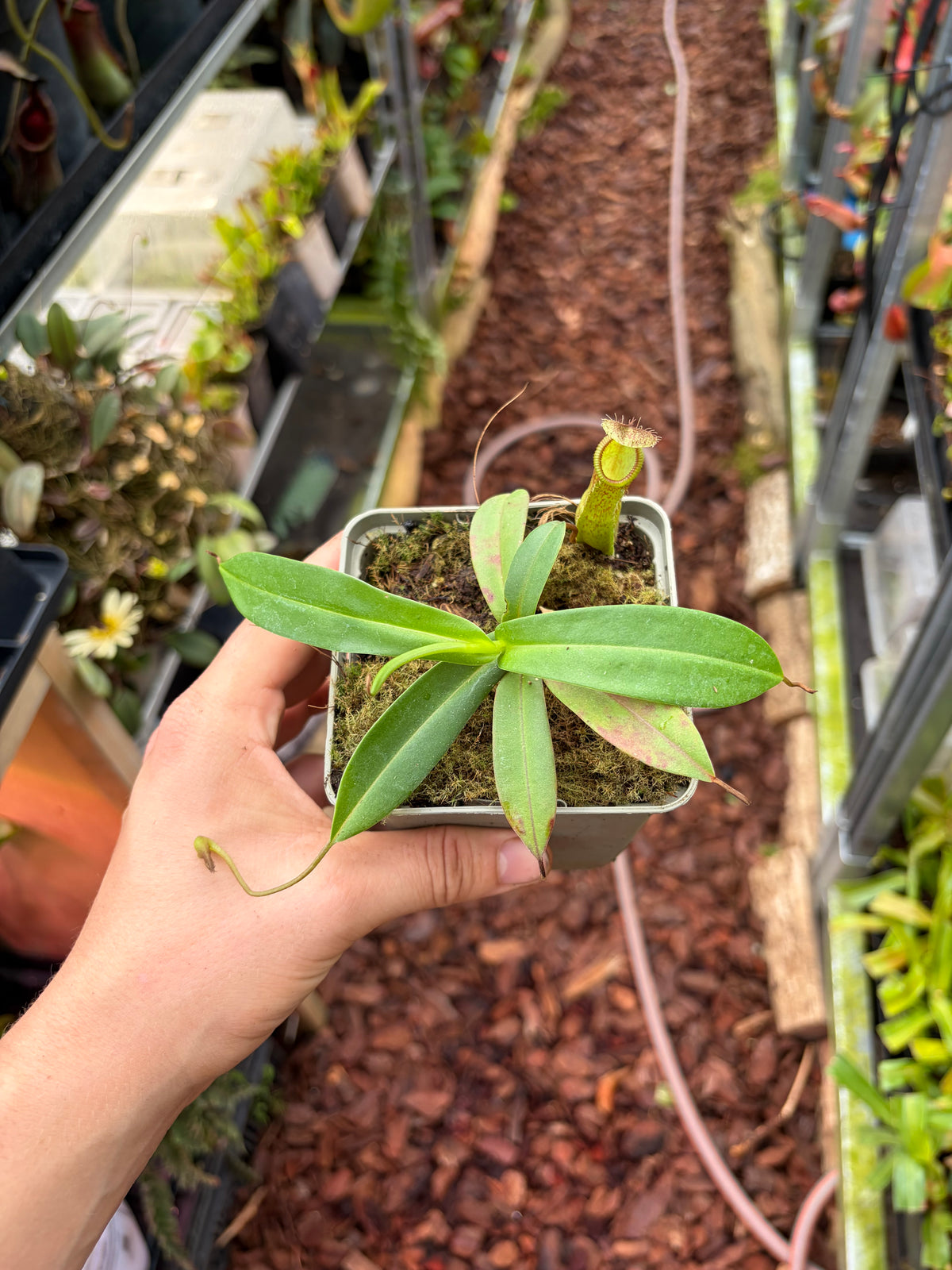 Nepenthes burkei x hamata (BE-3747)