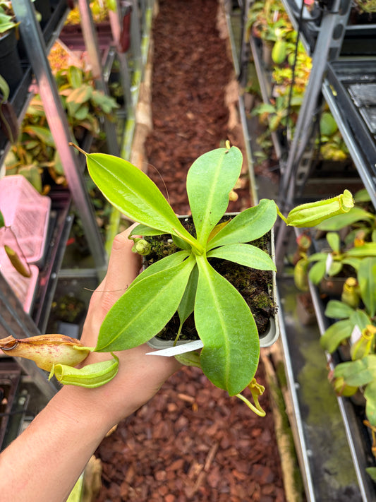 Nepenthes (adnata x spathulata) x [(veitchii x boschiana) x maxima] x [(stenophylla x lowii) x (rokko x veitchii)] 15cm