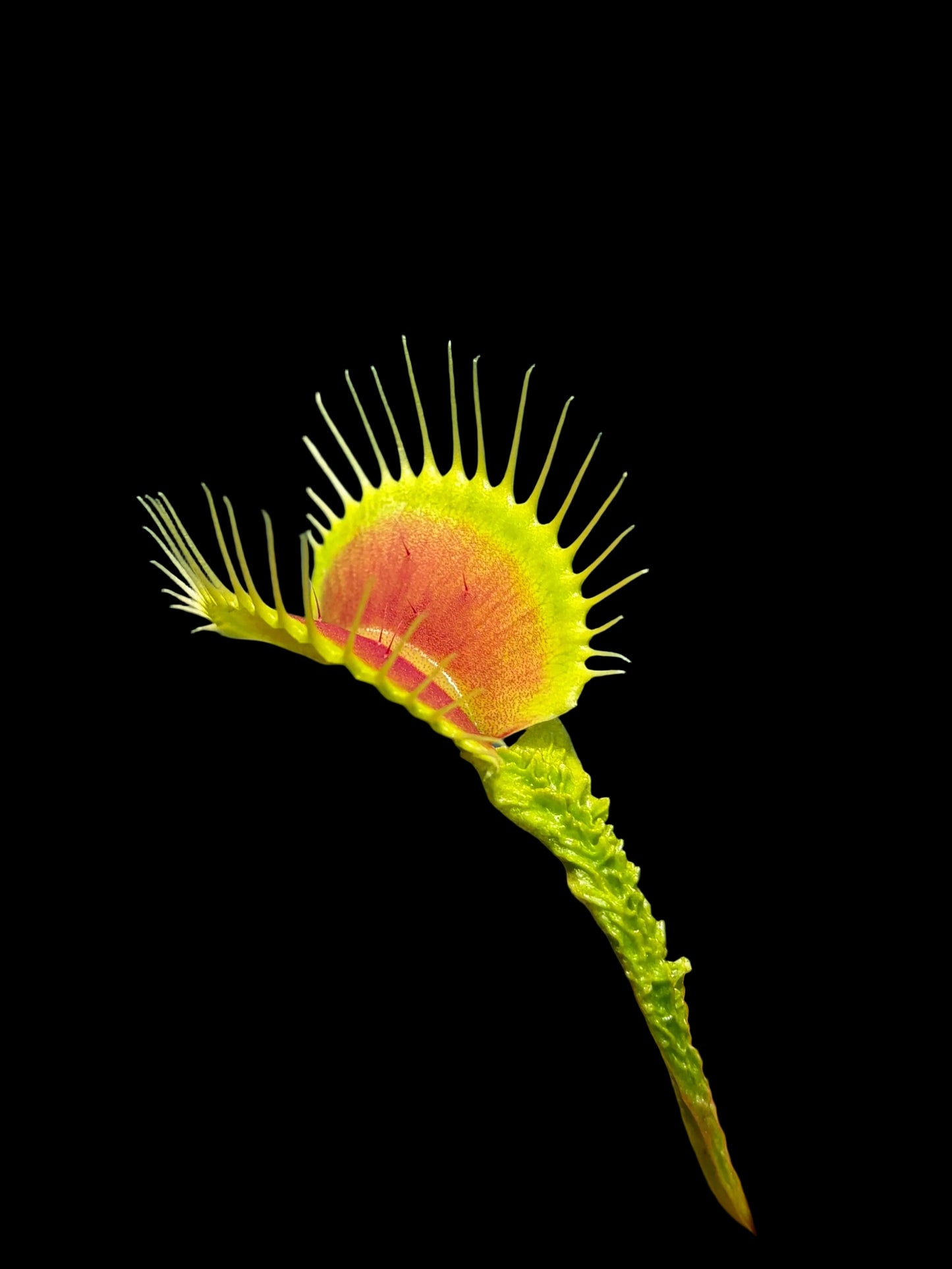 Dionaea muscipula 'GJ Schuppenstiel‘