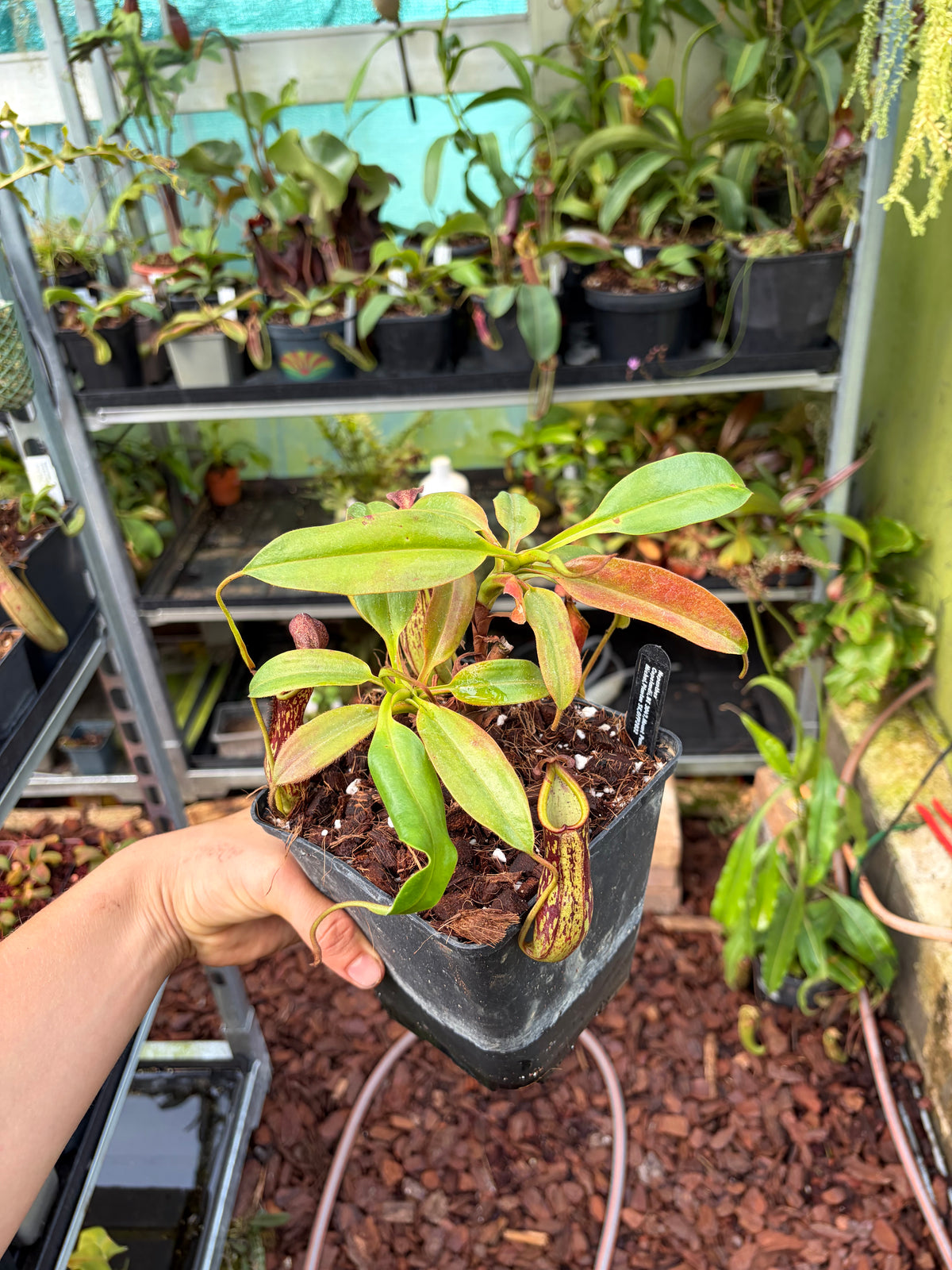 Nepenthes copelandii (BE-3047) 25cm