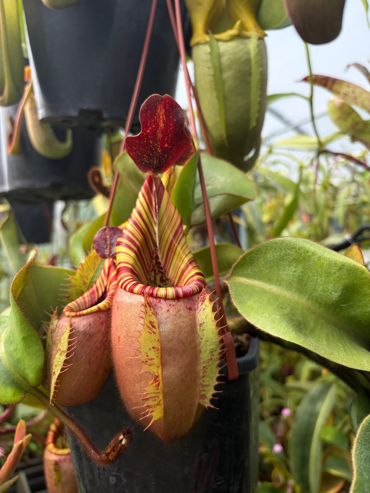 Nepenthes veitchii ‚candy‘ ‚rooted cutting‘