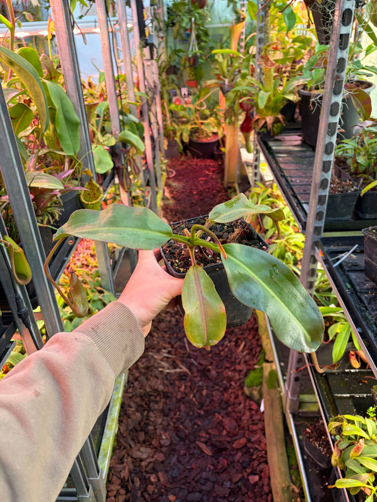 Nepenthes eymae x veitchii 30cm