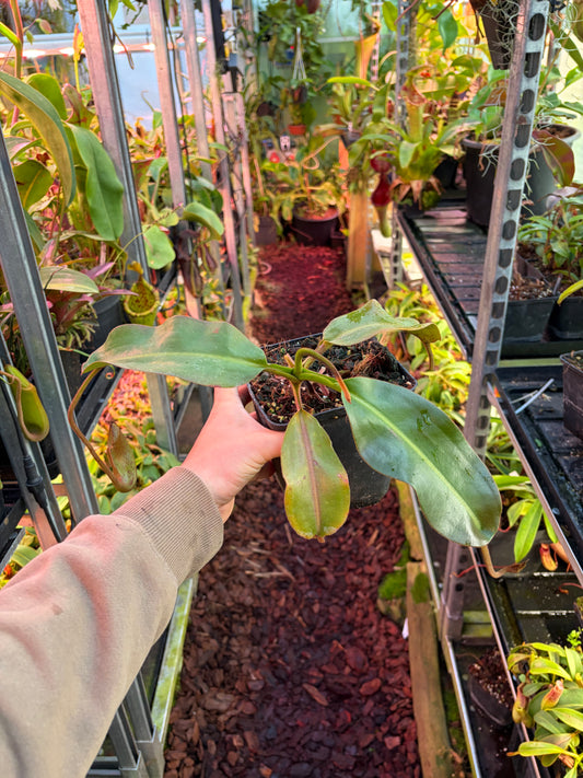 Nepenthes eymae x veitchii 30cm