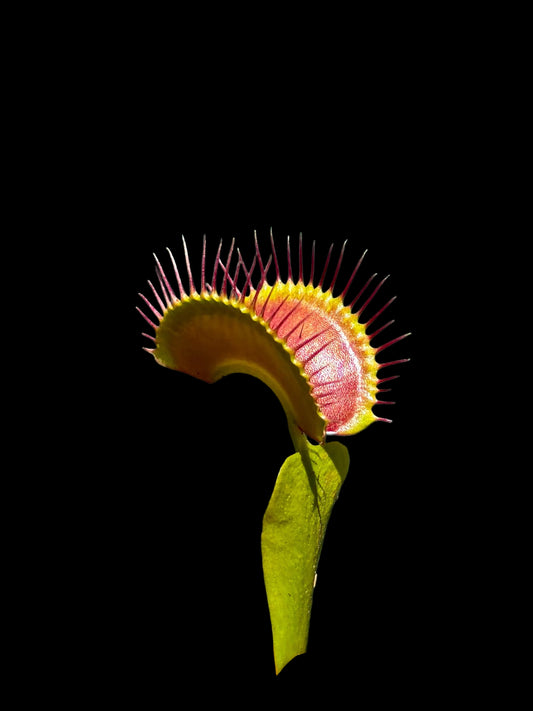 Dionaea muscipula 'Destroyer'