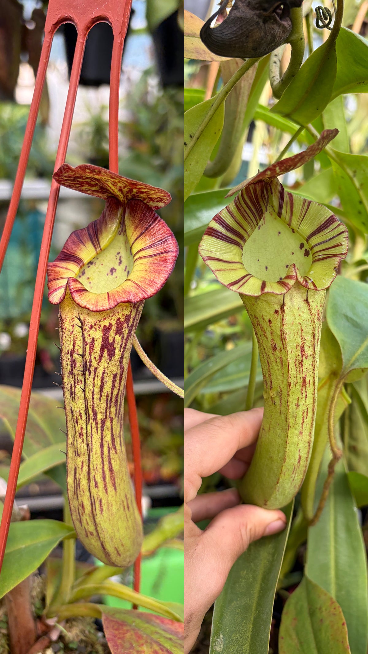 Nepenthes (spectabilis x truncata) x boschiana EP ,female - rooted cutting‘