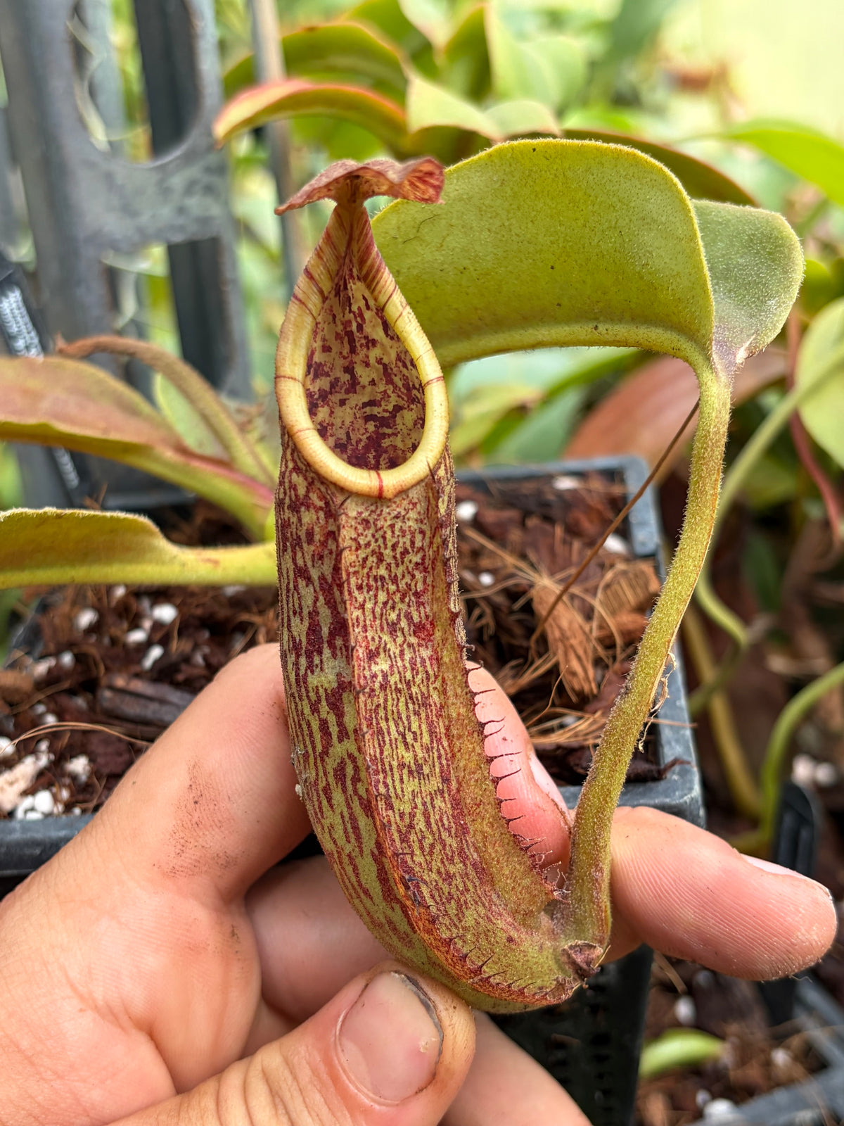 Nepenthes maxima ‚weavy leaves‘ 15cm