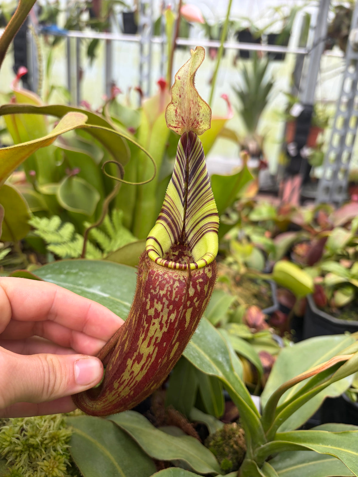 Nepenthes mollis ‚SG‘ 10cm