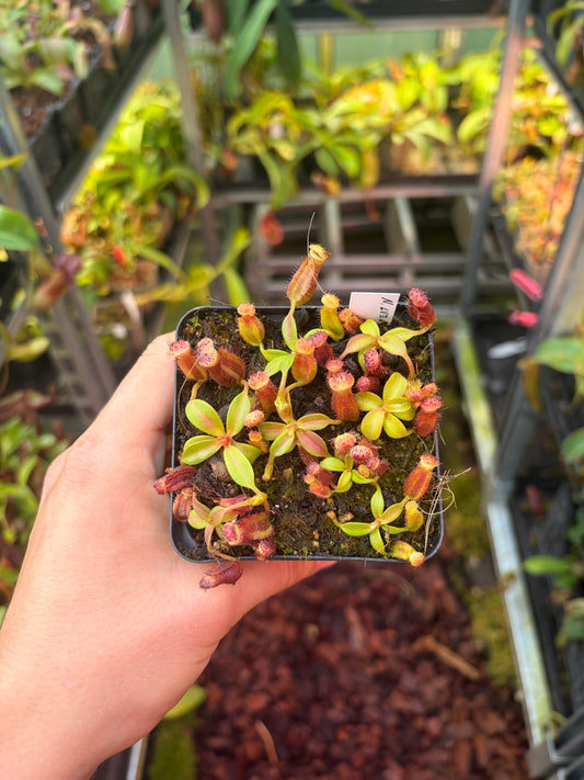 Nepenthes [(lowii x veitchii) x boschiana] x edwardsiana 5cm