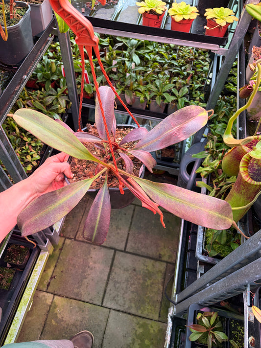 Nepenthes peltata ‚female‘ 50cm