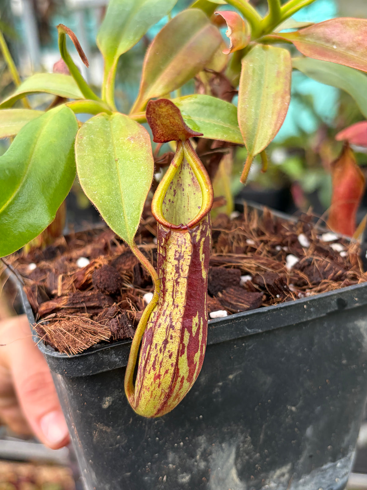 Nepenthes copelandii (BE-3047) 25cm