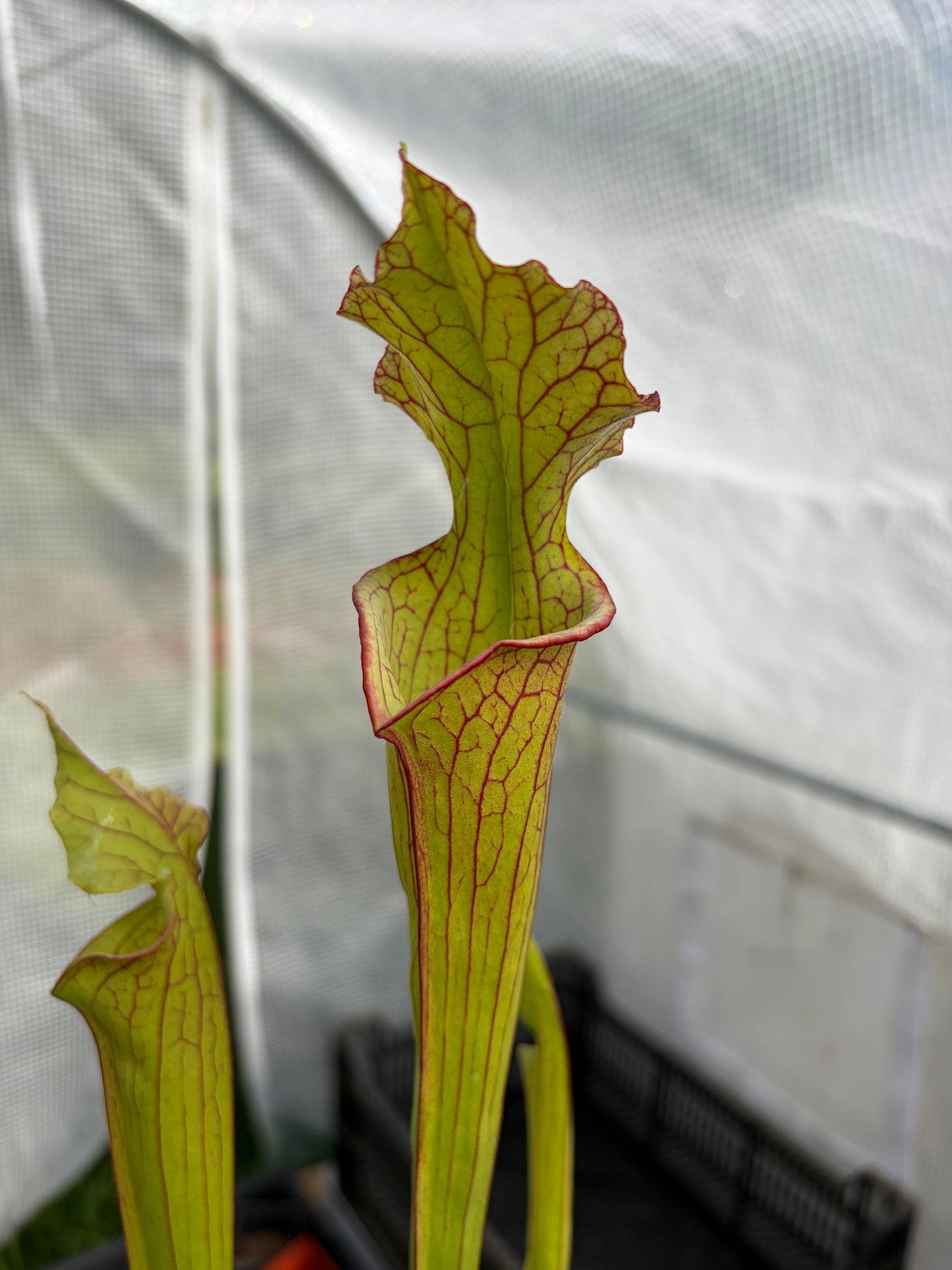 Sarracenia [(flava var. ornata F 67/4PW x moorei Leah Wilkerson H112MK) LE 24/C] x S. leucophylla Bocaza L87 MK