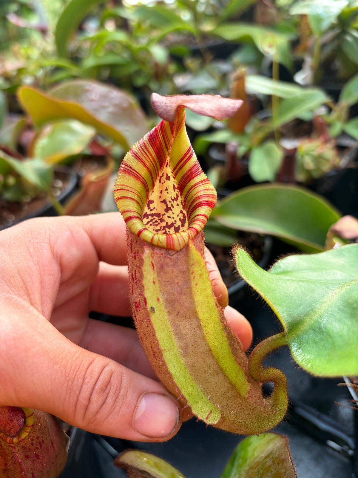 Nepenthes veitchii ‚candy x F2‘ 20cm