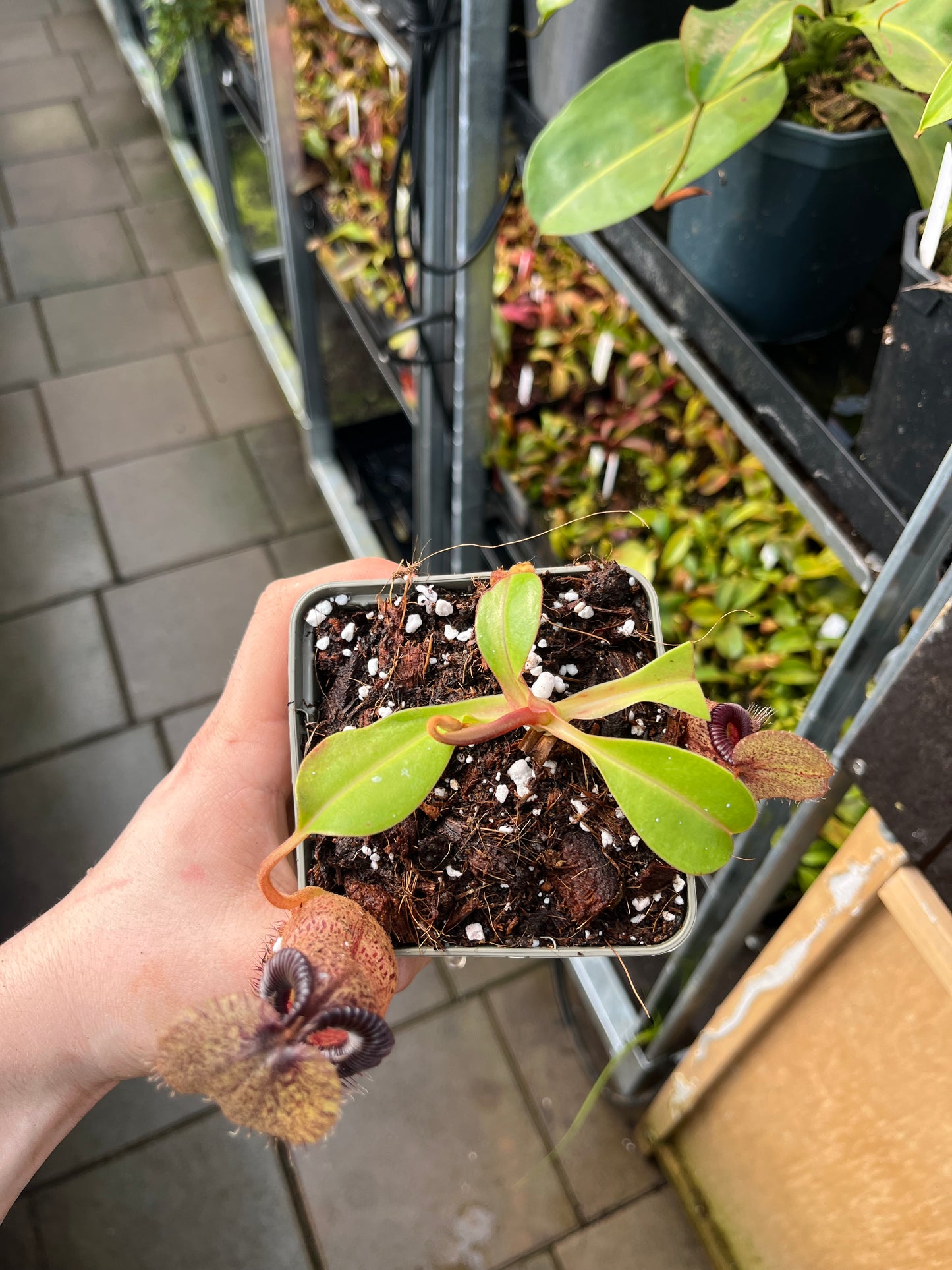 Nepenthes robcantleyi x hamata 10cm