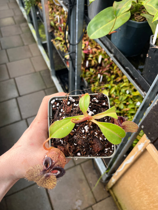 Nepenthes robcantleyi x hamata 10cm