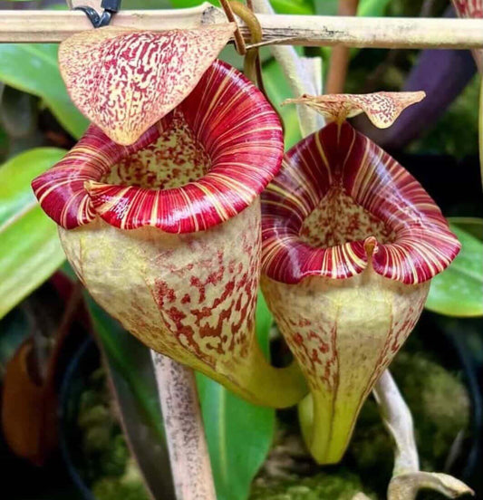 Nepenthes vogelii x platychila ‚rooted cutting‘