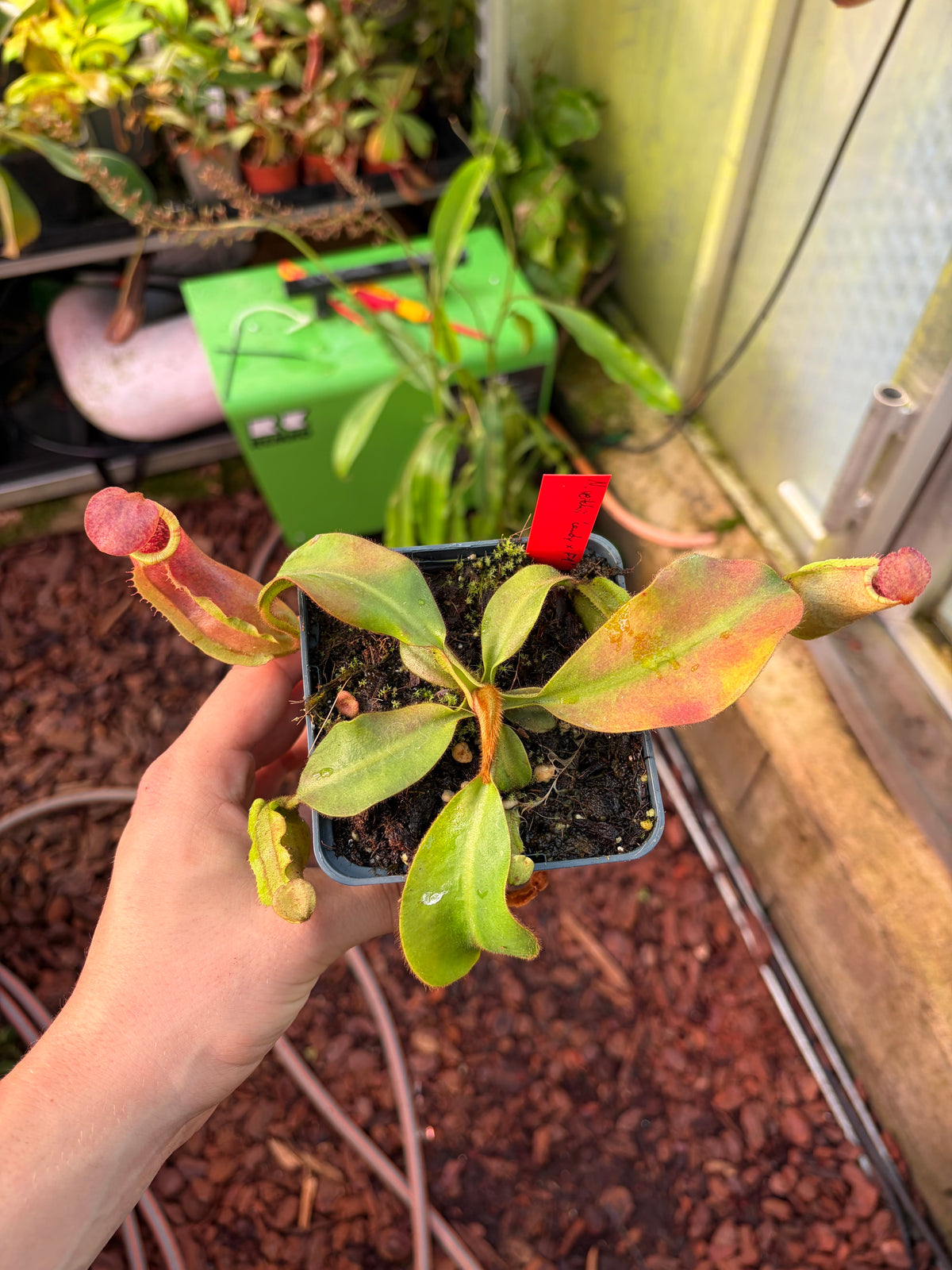 Nepenthes veitchii ‚candy x F2‘ #4 15cm