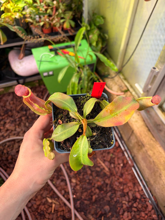 Nepenthes veitchii ‚candy x F2‘ #4 15cm