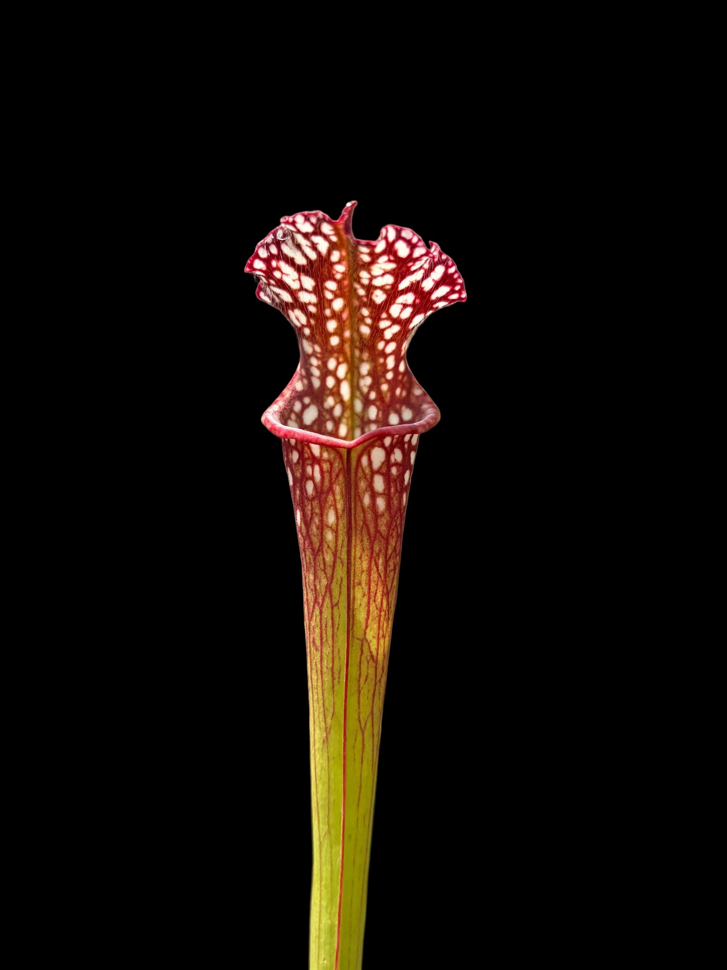 Sarracenia leucophylla #025