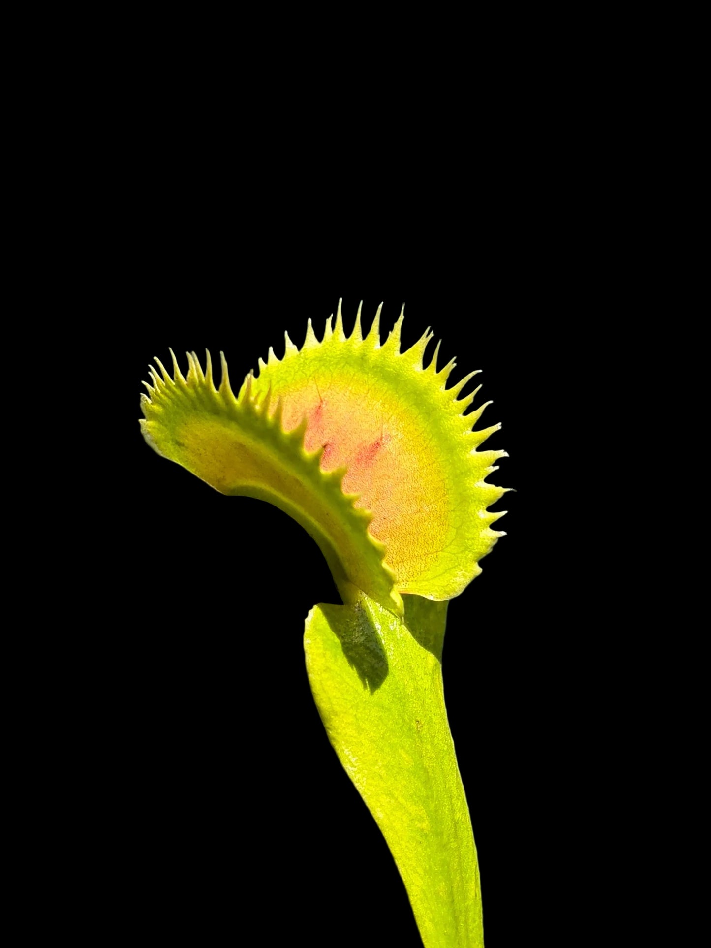 Dionaea muscipula 'UK1'