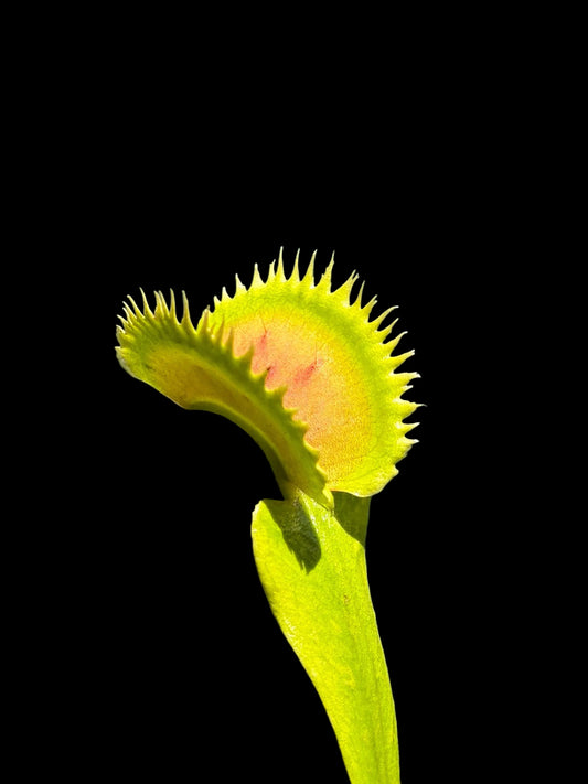 Dionaea muscipula 'UK1'