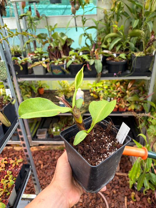Nepenthes maxima x (truncata x ephippiata) ‚rooted cutting‘