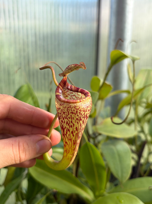 Nepenthes vogelii 5-7cm