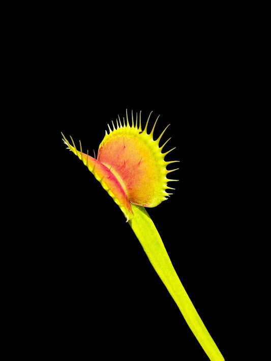 Dionaea muscipula 'SL15'