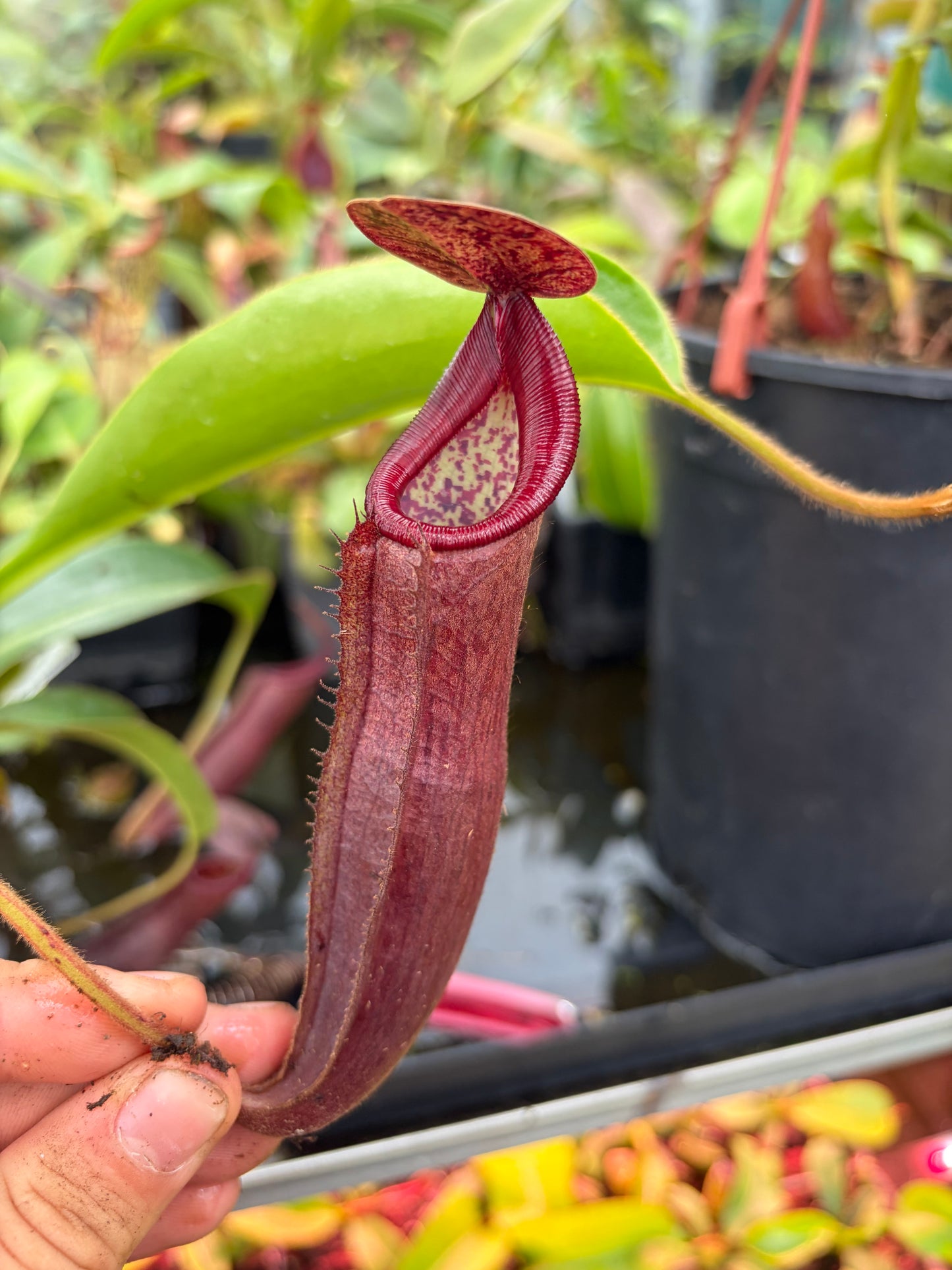 Nepenthes glandulifera x predator