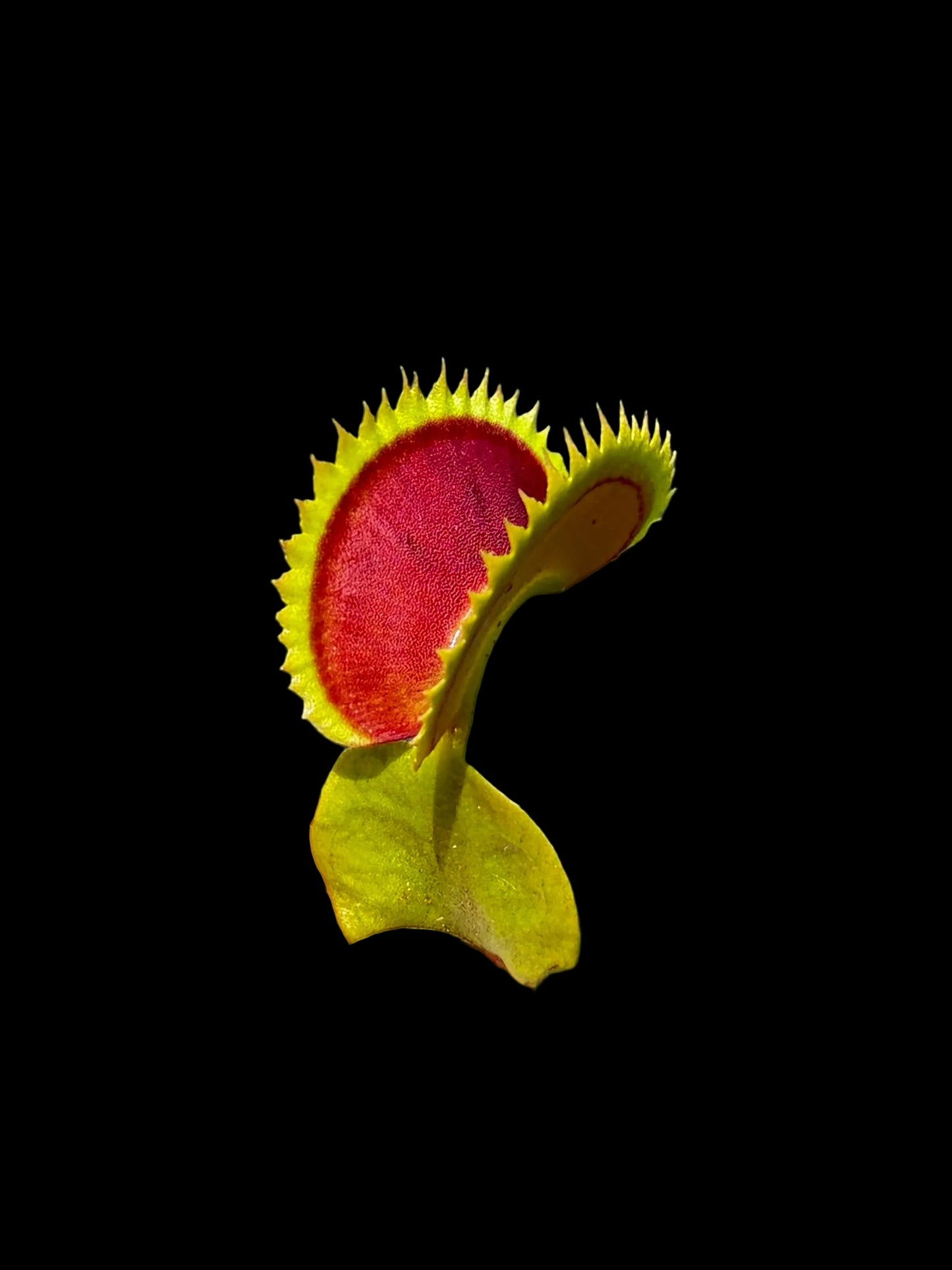 Dionaea muscipula ‚Big Draco‘