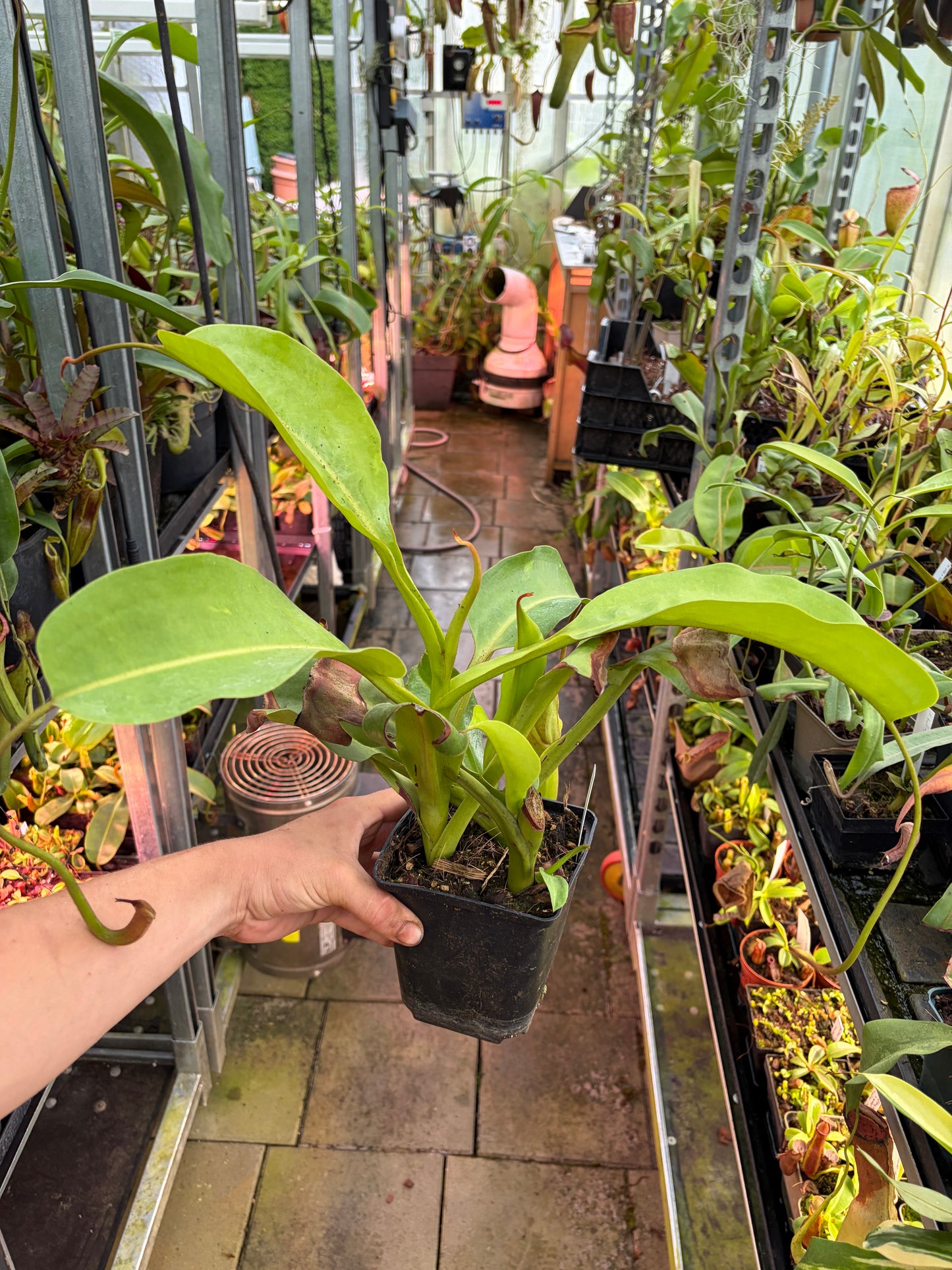 Nepenthes truncata x (maxima x ephippiata) ‚rooted cutting‘