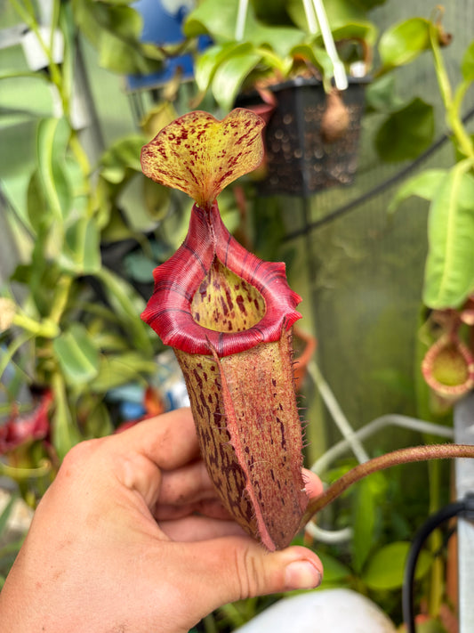 Nepenthes [(lowii x veitchii) x boschiana] x veitchii ‚candy‘ 30cm