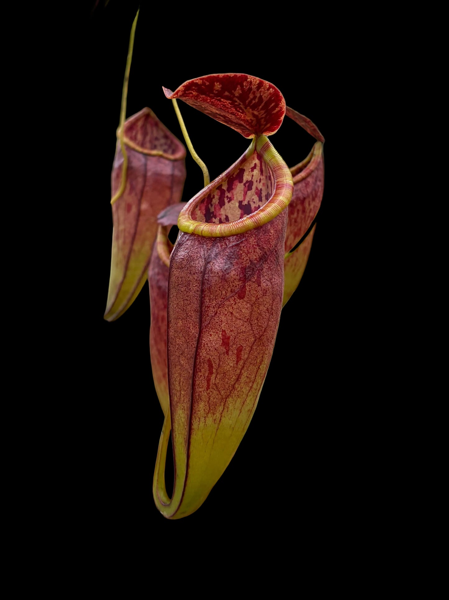 Nepenthes eustachya x tenuis 10cm