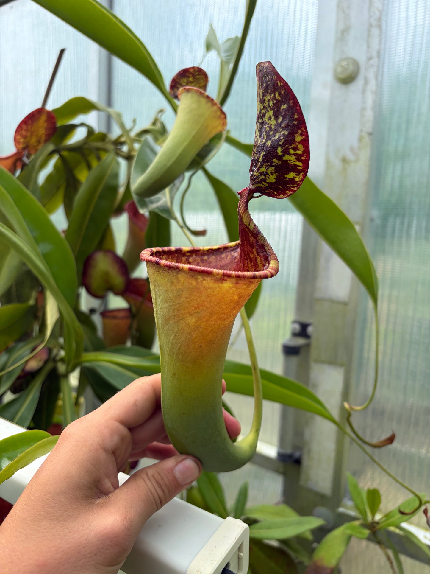 Nepenthes copelandii x lowii ‚rooted cutting‘
