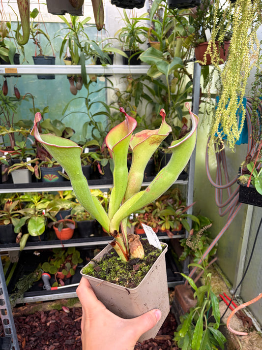 Heliamphora huberi x parva #2