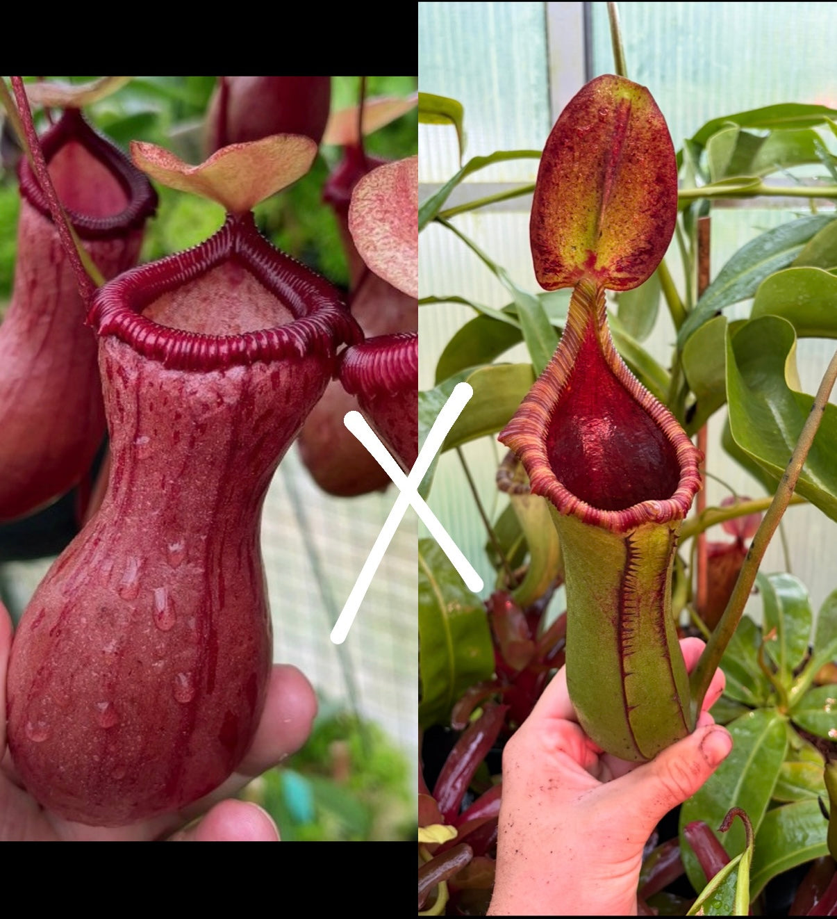 Nepenthes ventricosa x (robcantleyi x lowii) SEEDS!