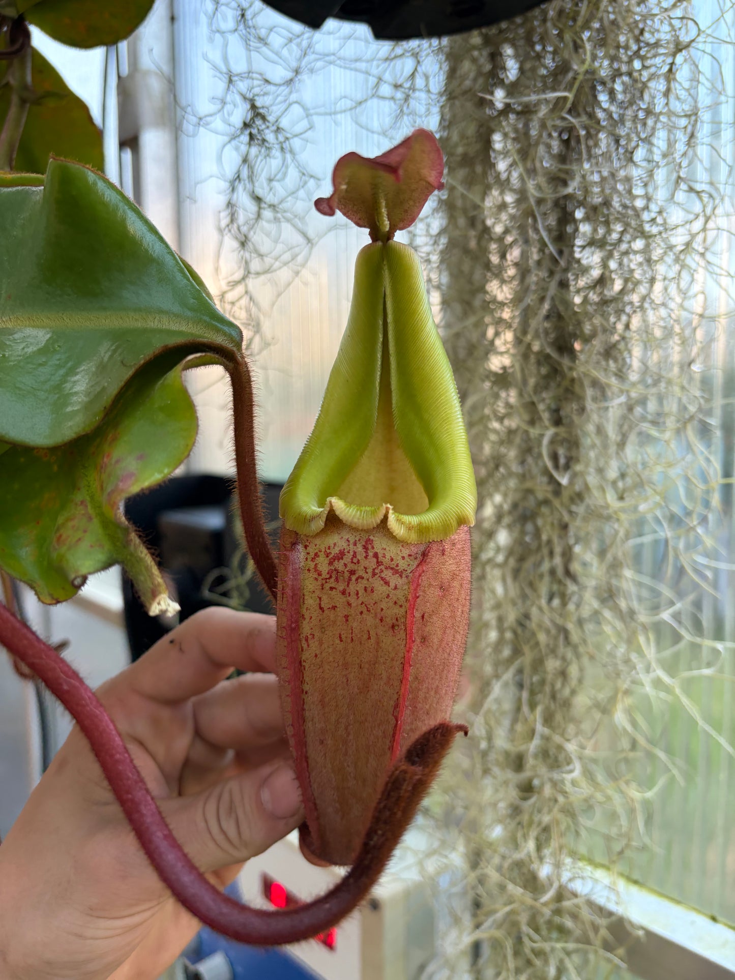 Nepenthes veitchii 'Maliau' 40cm