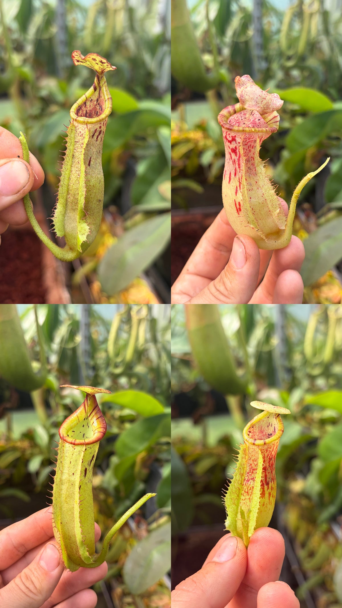 Nepenthes (veitchii x burbidgeae) x [(lowii x veitchii) x tiveyi] x platychila 15cm