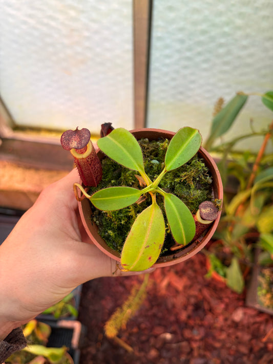 Nepenthes burbidgeae x villosa (SG - JH)