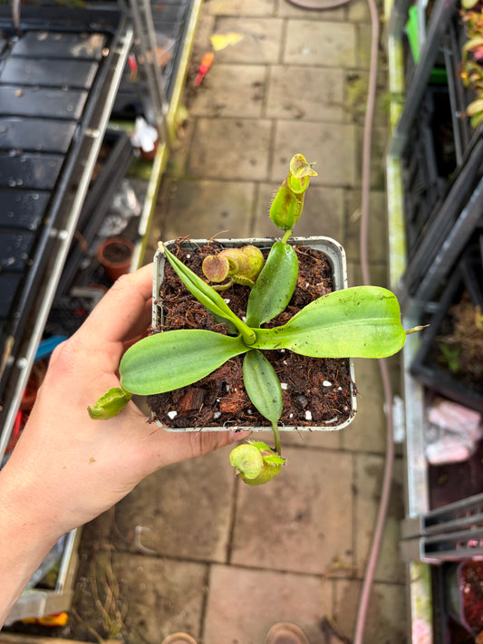 Nepenthes bongso x edwardsiana 10-15cm