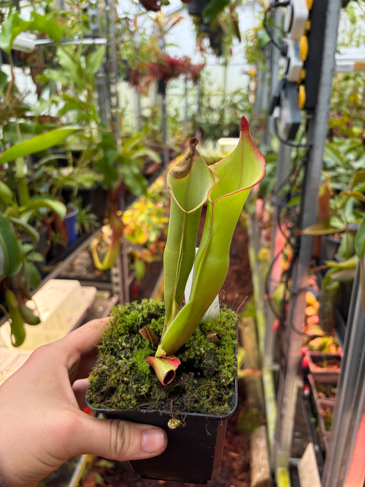 Heliamphora spec. akopan #01