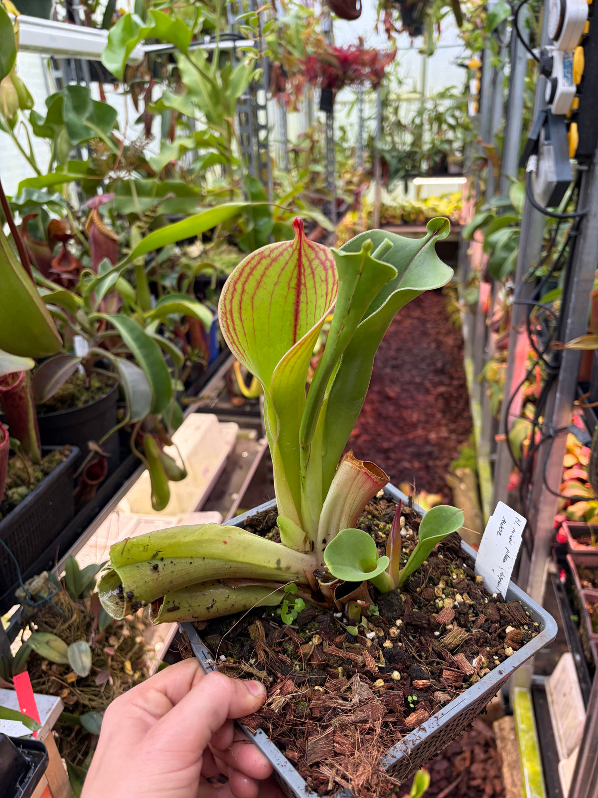 Heliamphora minor var. pilosa x macdonaldae #02