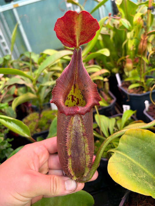 Nepenthes robcantleyi 7-10cm