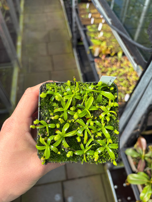 Nepenthes undulatifolia x diabolica 5cm