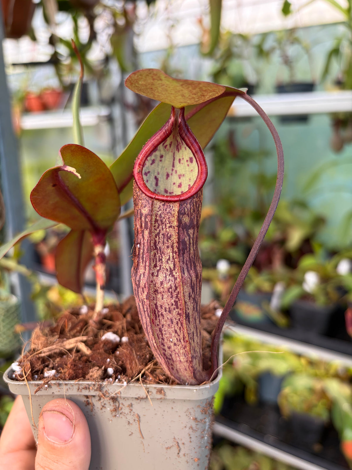 Nepenthes ramispina x macfarlanei 15cm
