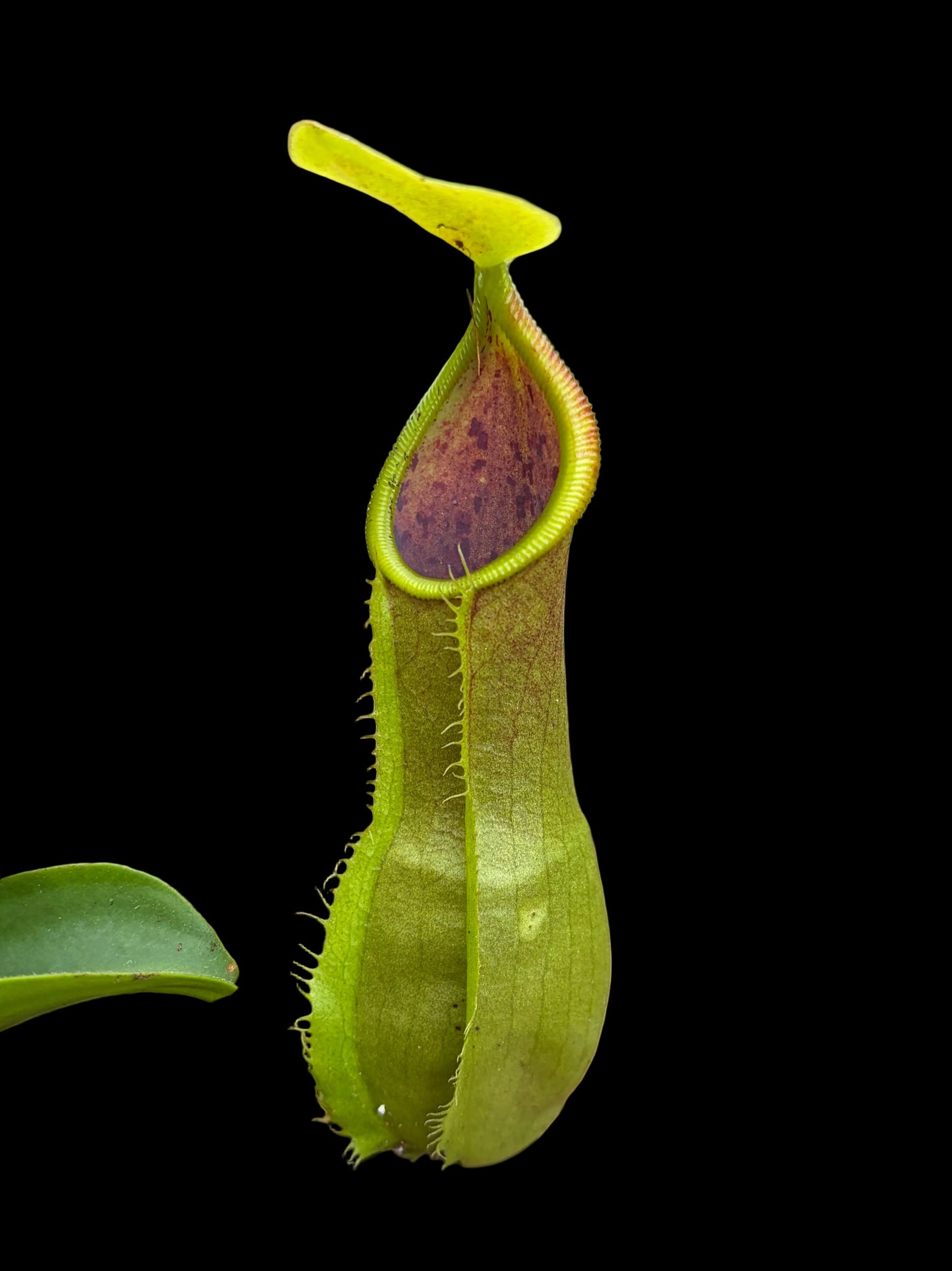 Nepenthes tobaica x spathulata 20cm