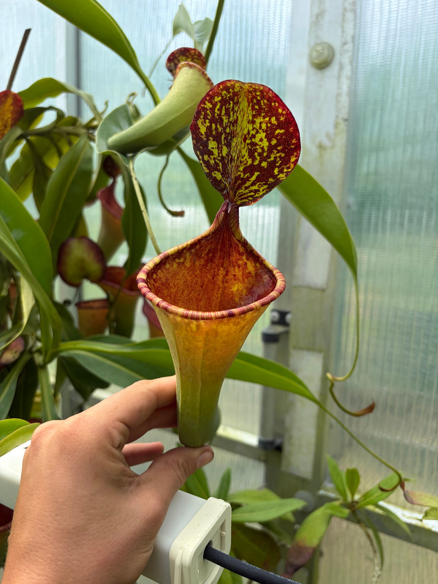 Nepenthes copelandii x lowii ‚rooted cutting‘